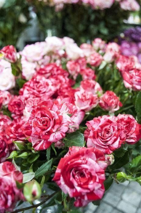rose fucsia