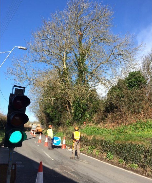 tree crown lifting