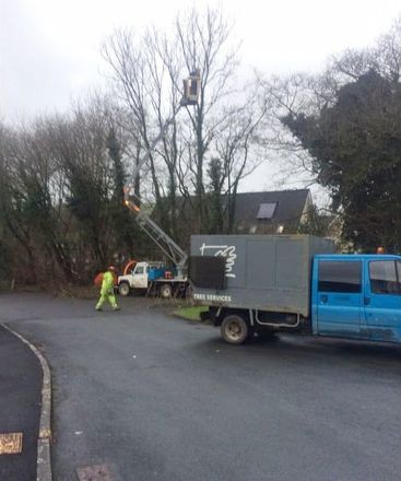 tree care