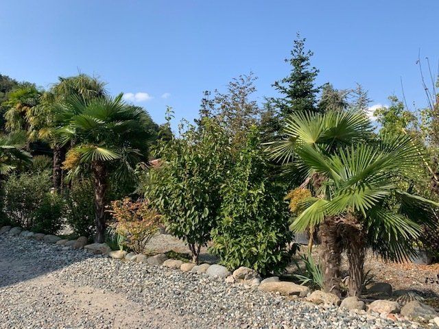 Piante da giardino