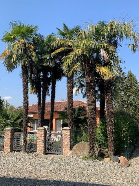 Palme