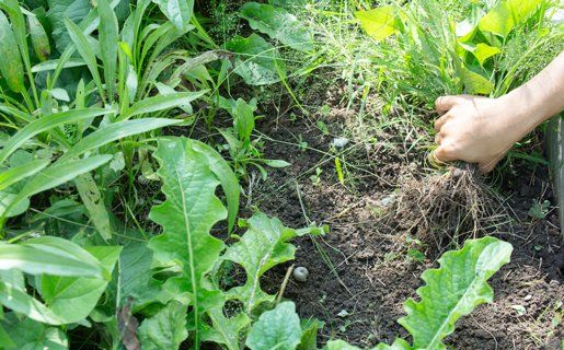Weed Control โ Hands Pull Out Weeds From Ground in Twin Falls, ID Weed Control โ Hands Pull Out Weeds From Ground in Twin Falls, ID