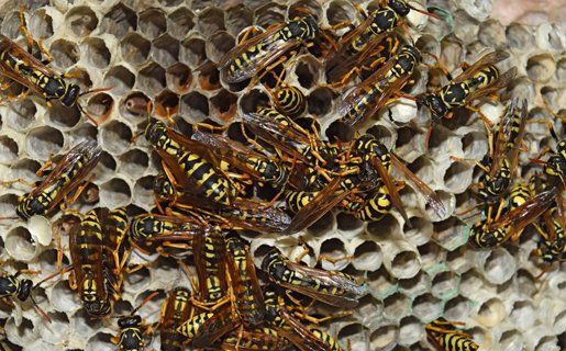 Pest Control Services โ Wasps On Nest Close Up in Twin Falls, ID Pest Control Services โ Wasps On Nest Close Up in Twin Falls, ID