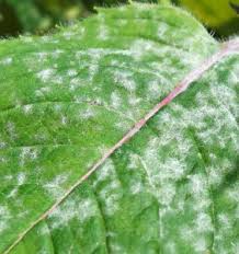 Tree Care โ Gardener Sprinkles Diseased Tree Leaves in Twin Falls, ID Tree Care โ Gardener Sprinkles Diseased Tree Leaves in Twin Falls, ID