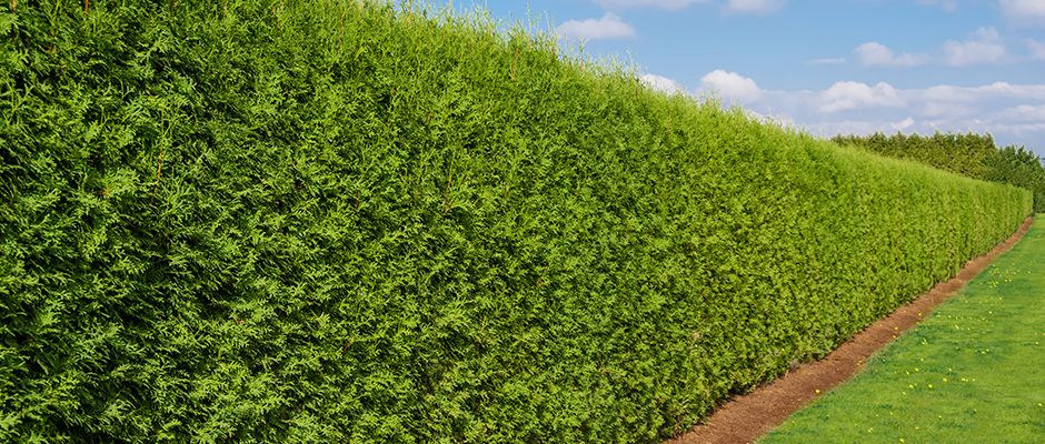 Hedge trimming work
