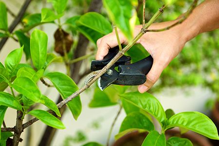 Hedge cutting services