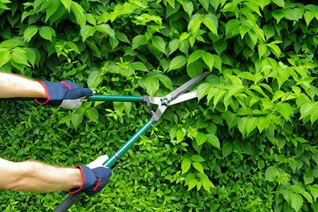 Weed removal