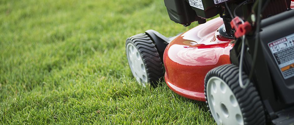 picture-perfect lawn