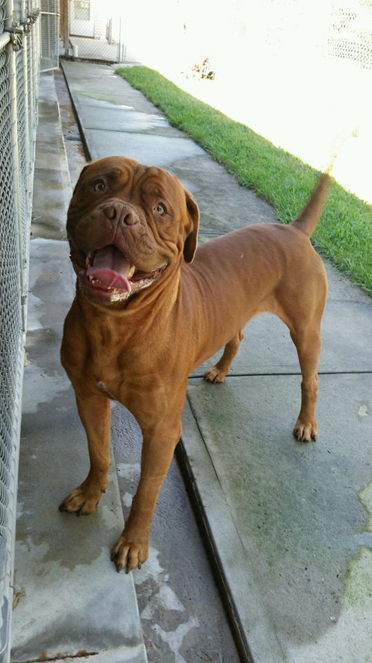 Adorable Brown Dog — Howell, NJ — Happy Tails Kennel