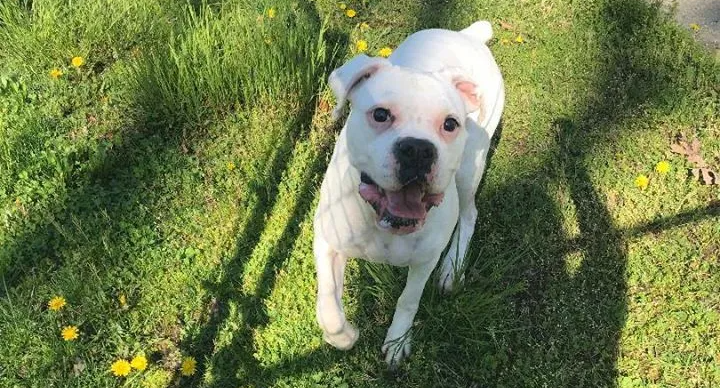 Adorable Cat And Dog — Howell, NJ — Happy Tails Kennel Adorable Cat And Dog — Howell, NJ — Happy Tails Kennel
