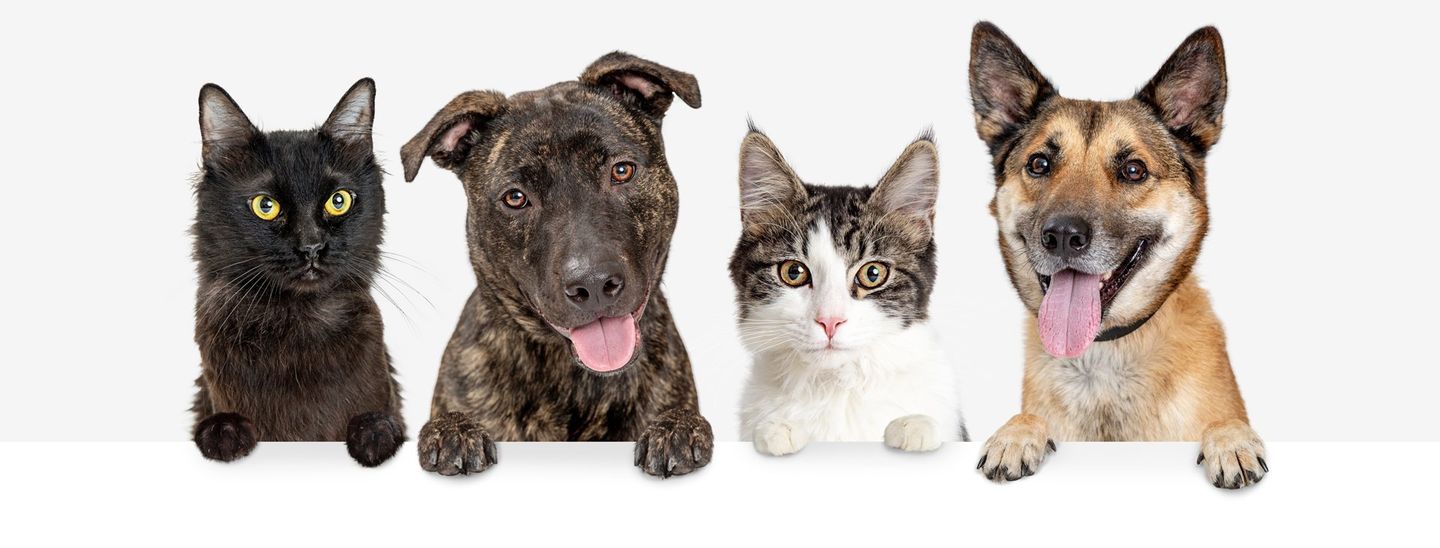 Portrait Of A Furry Pets — Howell, NJ — Happy Tails Kennel