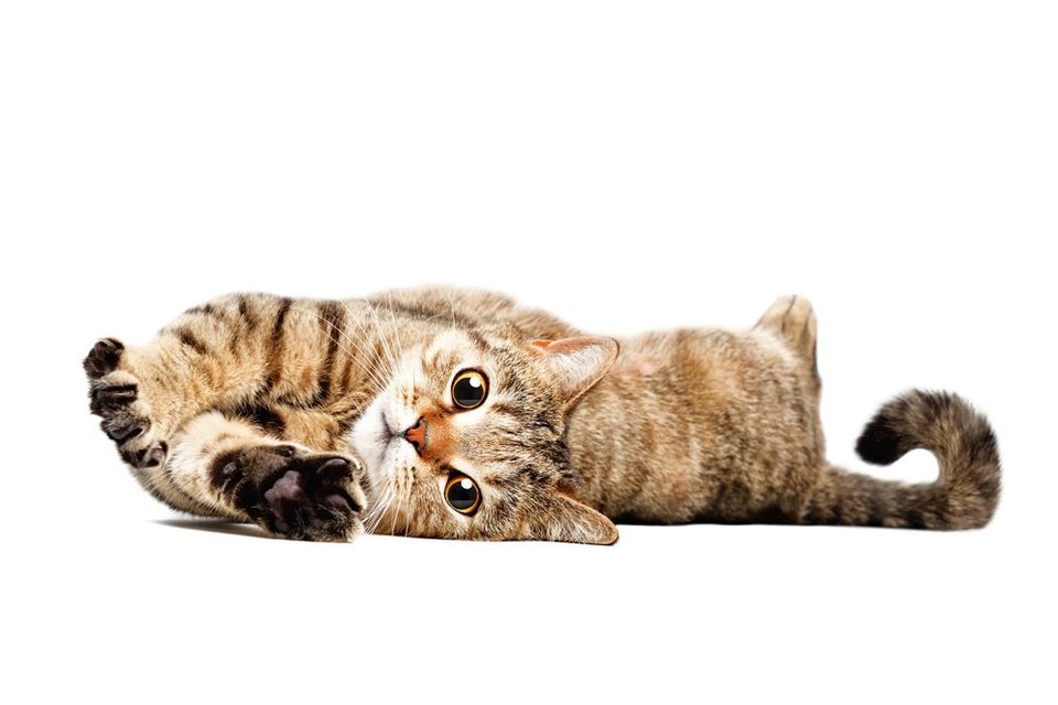 Adorable Furry Cat — Howell, NJ — Happy Tails Kennel
