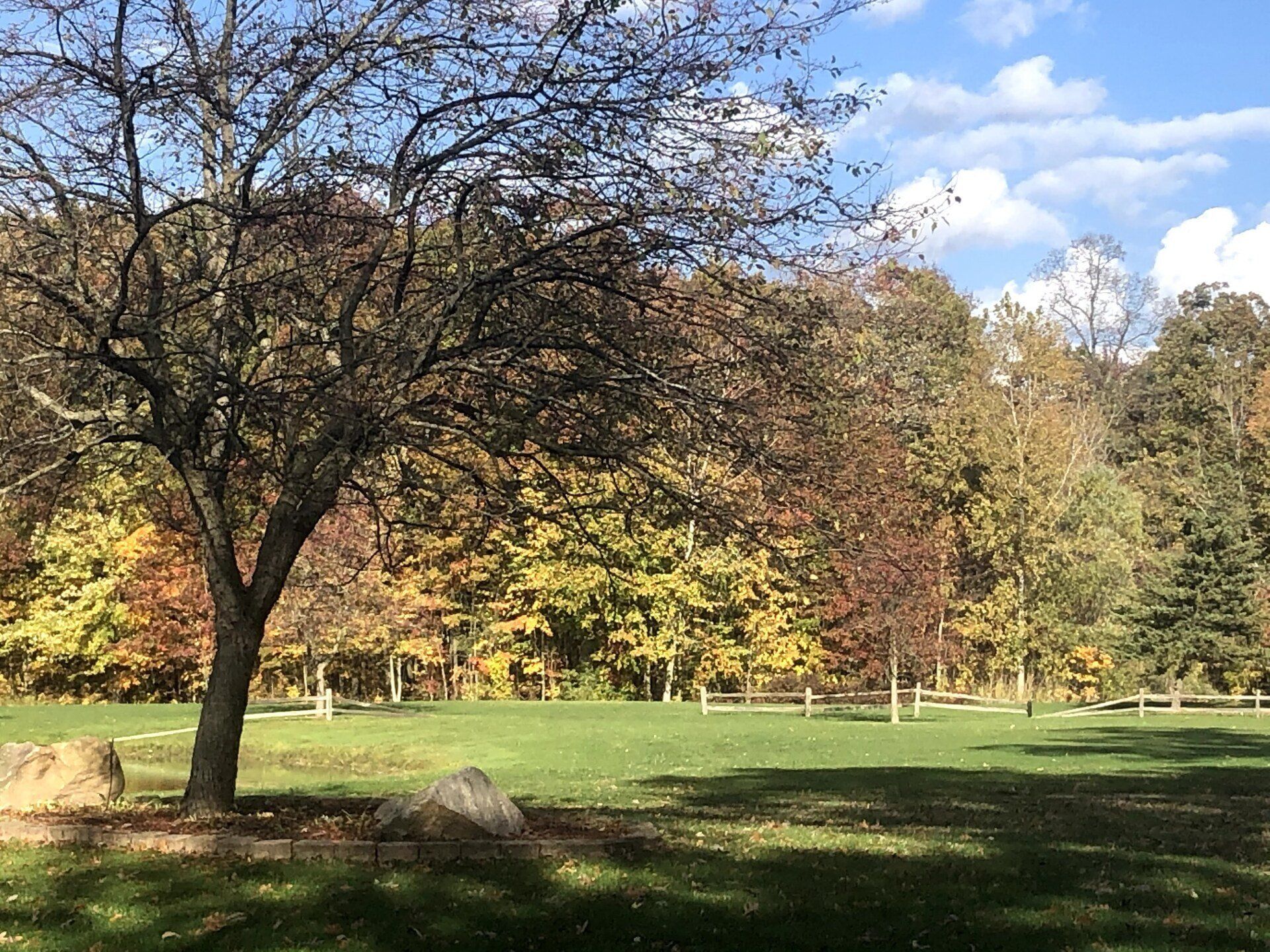 A tree in the middle of a field with trees in the background.