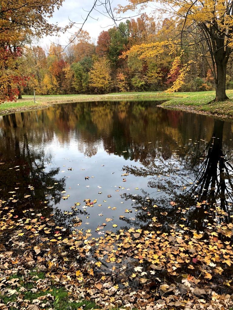 A pond surrounded by trees with leaves on the ground.