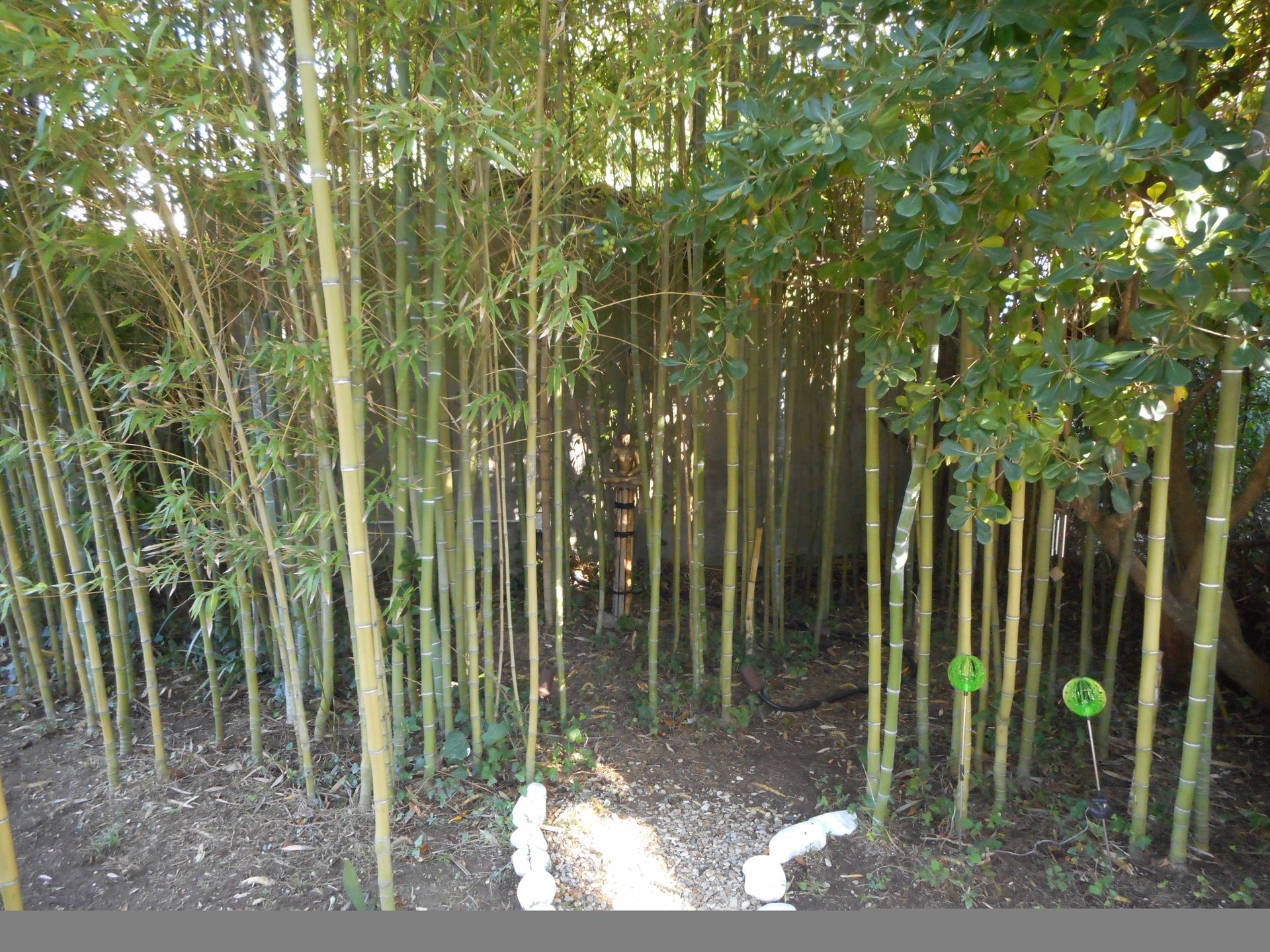 Un fitto boschetto di esili canne di bambù verdi che crescono in un giardino con un sentiero di trucioli di legno e un bordo di pietre bianche.