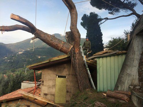 In un paesaggio montuoso, una persona su una scala si prepara a tagliare un grosso ramo d'albero sospeso con delle corde sopra una casa.