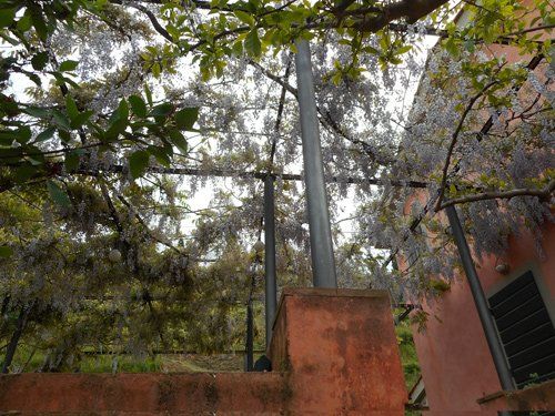 Sotto un cielo nuvoloso, i fiori di glicine ricadono su un pergolato di metallo accanto a un muro rosa.