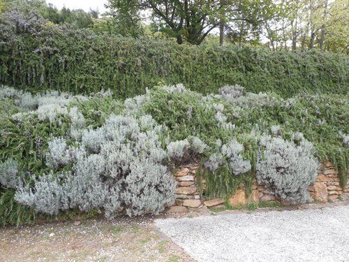 Un muro di contenimento in pietra è ornato da arbusti grigio-argento, sullo sfondo di una rigogliosa vegetazione verde e di alberi.