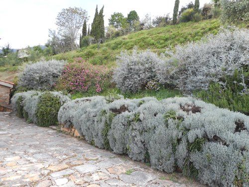 Un sentiero di pietra fiancheggiato da arbusti verde-argento sale su un pendio erboso punteggiato da cipressi sotto un cielo limpido.