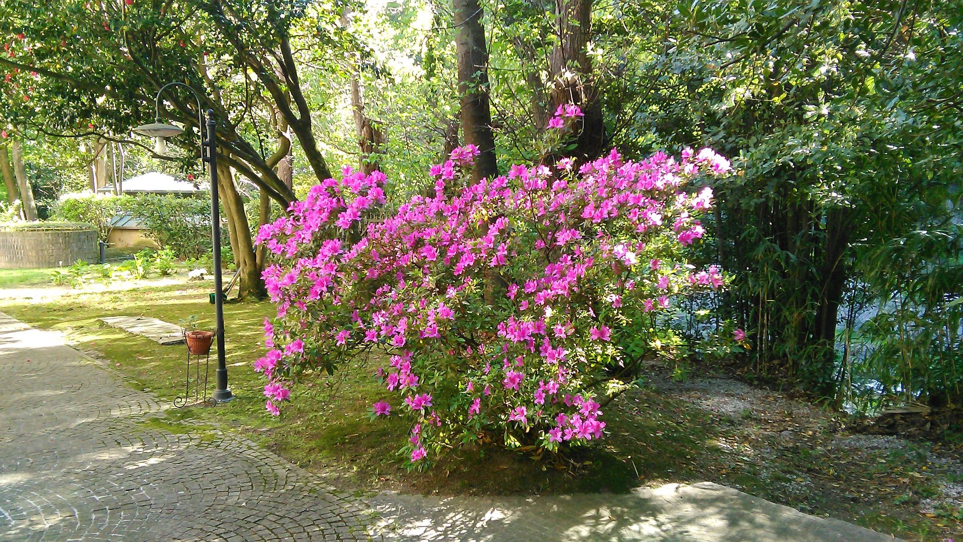Un cespuglio dai fiori rosa acceso in un giardino soleggiato, situato vicino a un sentiero di pietra e a rigogliosi alberi verdi.