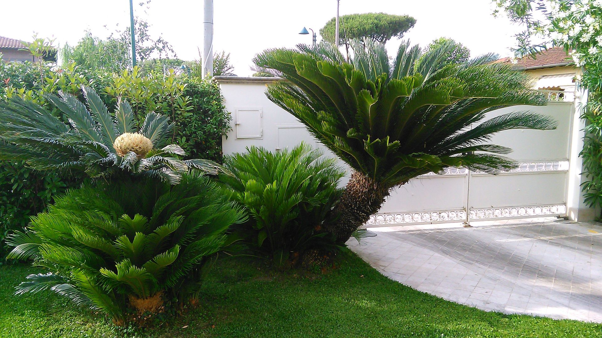 In un cortile verdeggiante, accanto a un vialetto pavimentato e a un muro bianco, crescono diverse palme da sago.
