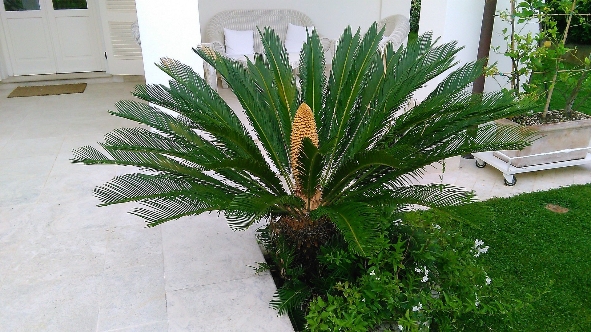 Una palma da sago con una pigna gialla centrale in un giardino, su un patio di pietra accanto a una casa.