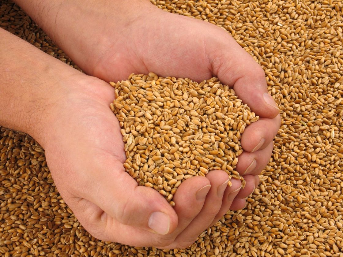 grano duro