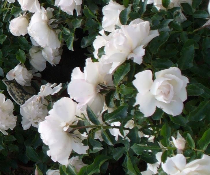 Rose bianche