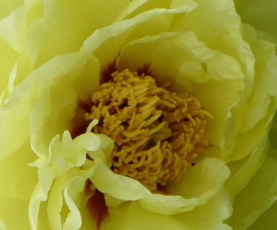 Fiore ornamentale