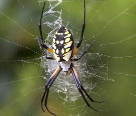 spider Pest Control