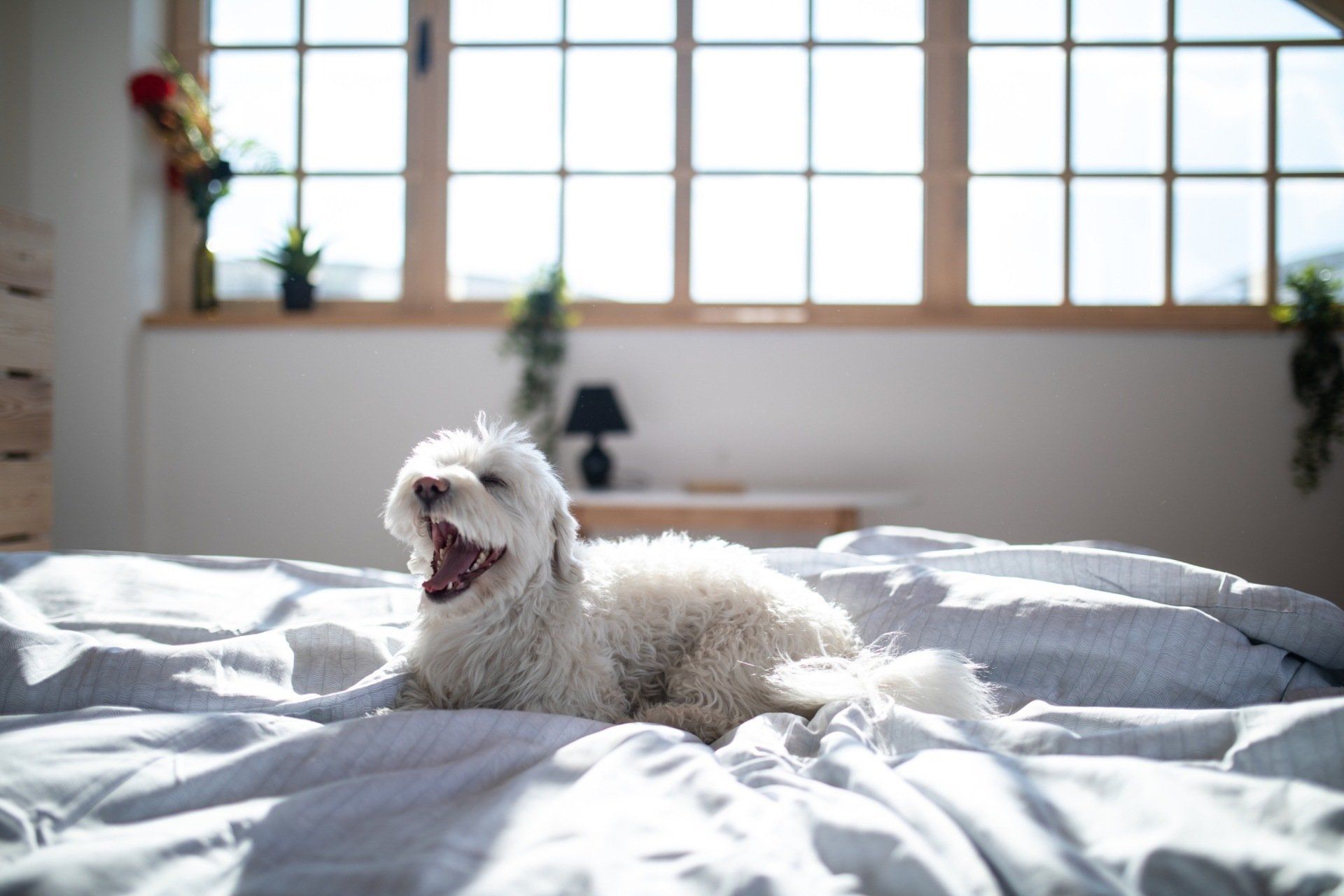 DOG ON BED