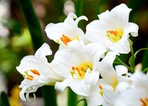 white flower