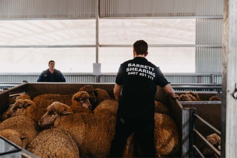 barrett shearing