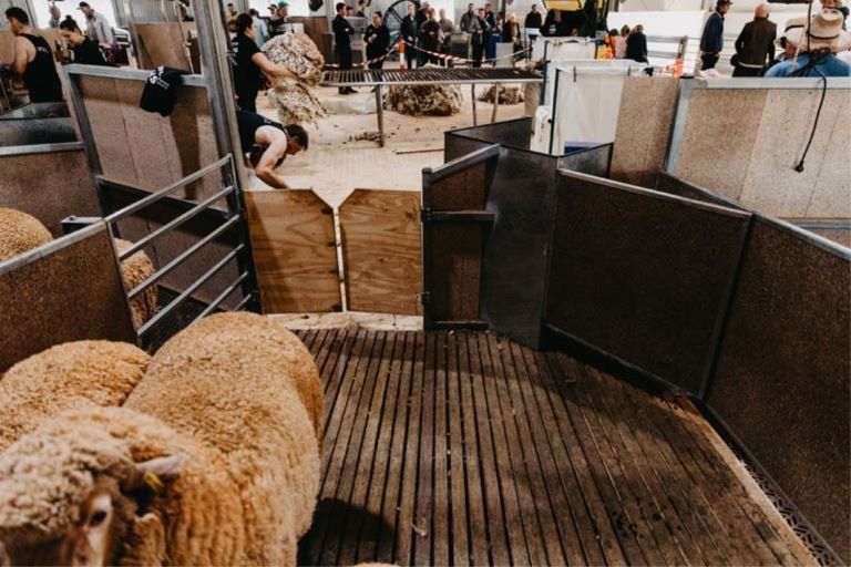 barrett shearing