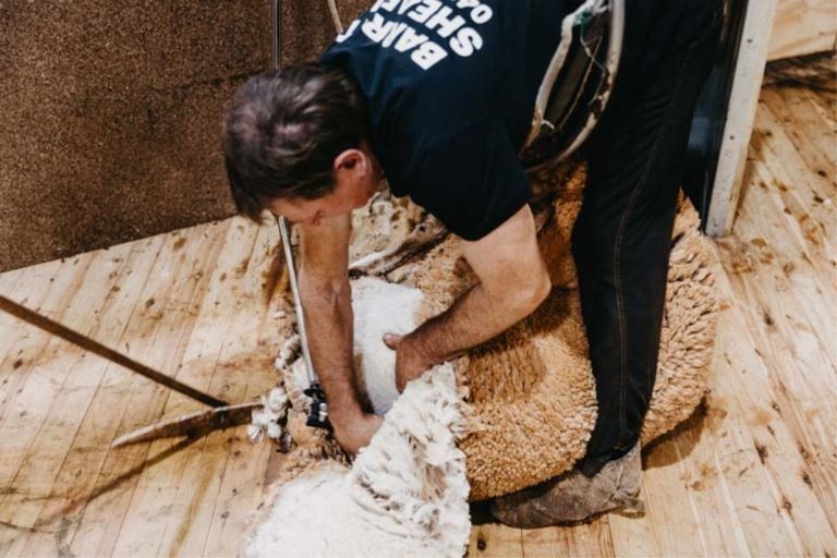 barrett shearing