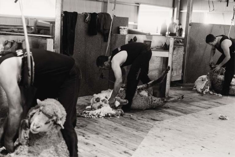 barrett shearing