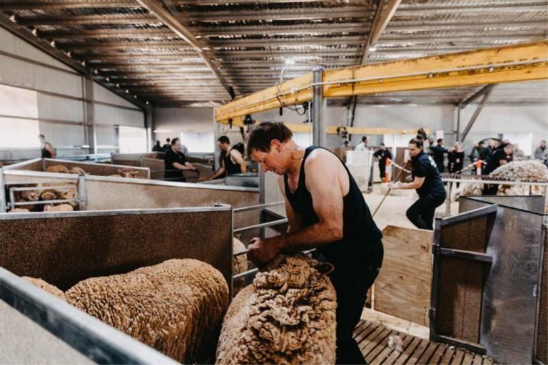 barrett shearing