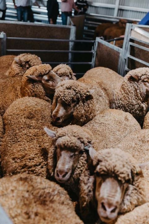 barrett shearing