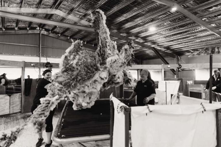barrett shearing