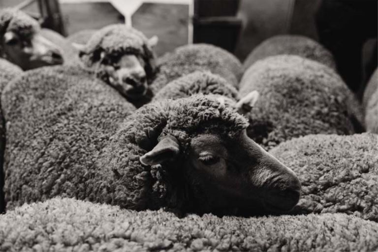 barrett shearing