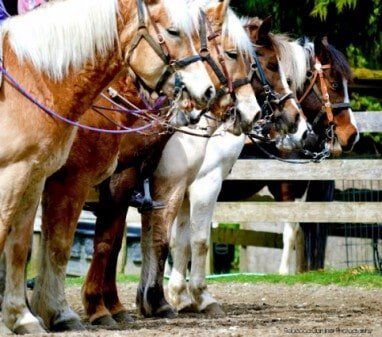 Horses in a row - horse riding in Olalla, WA Horses in a row - horse riding in Olalla, WA