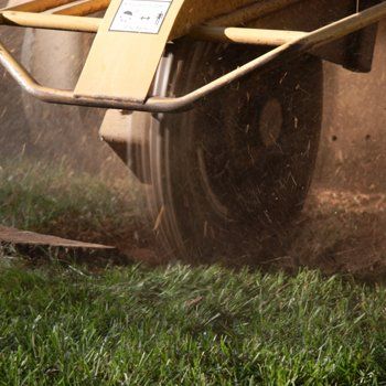 Tree Removal — Stump Grinder in Hadley, NY Tree Removal — Stump Grinder in Hadley, NY