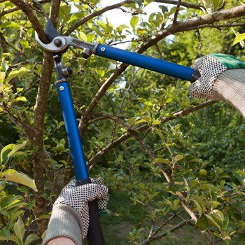 Tree Pruning — Lumberjack Prunes a Tree in Hadley, NY Tree Pruning — Lumberjack Prunes a Tree in Hadley, NY