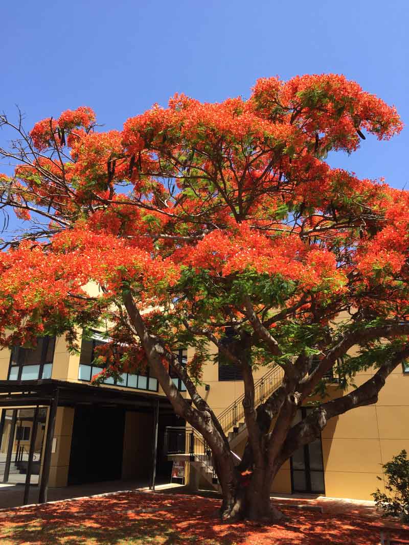 bright red trees