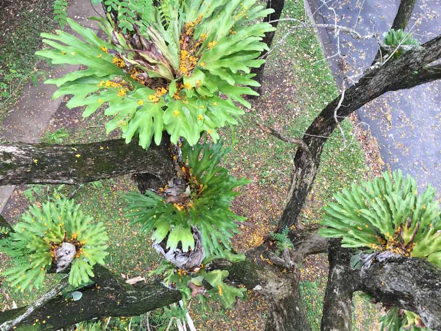 green plant