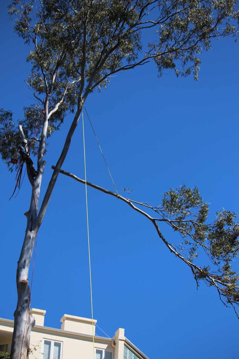 tree with a cut limb being lowered