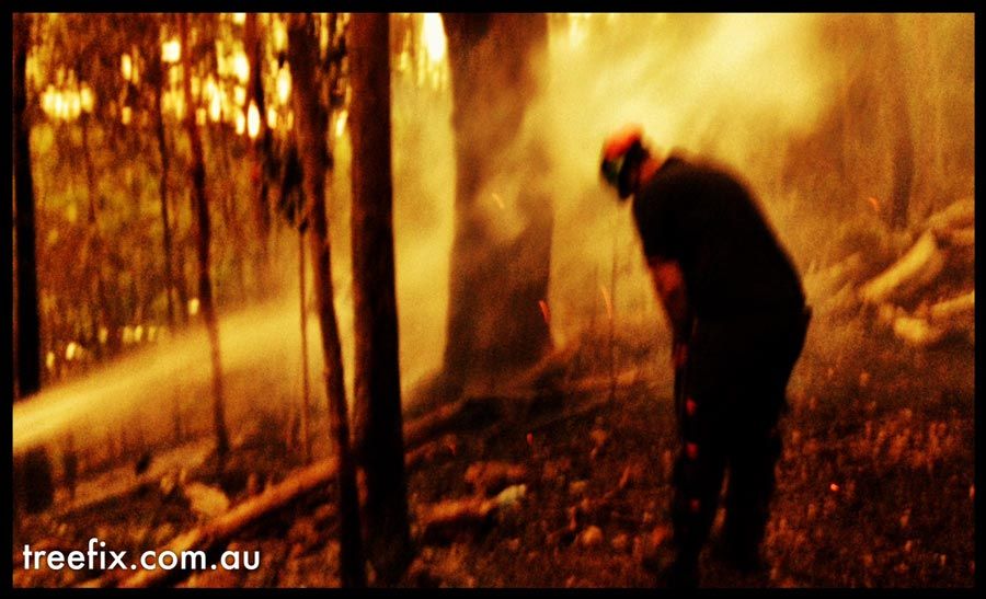 burning trees