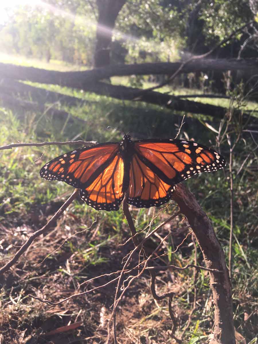 orange butterfly
