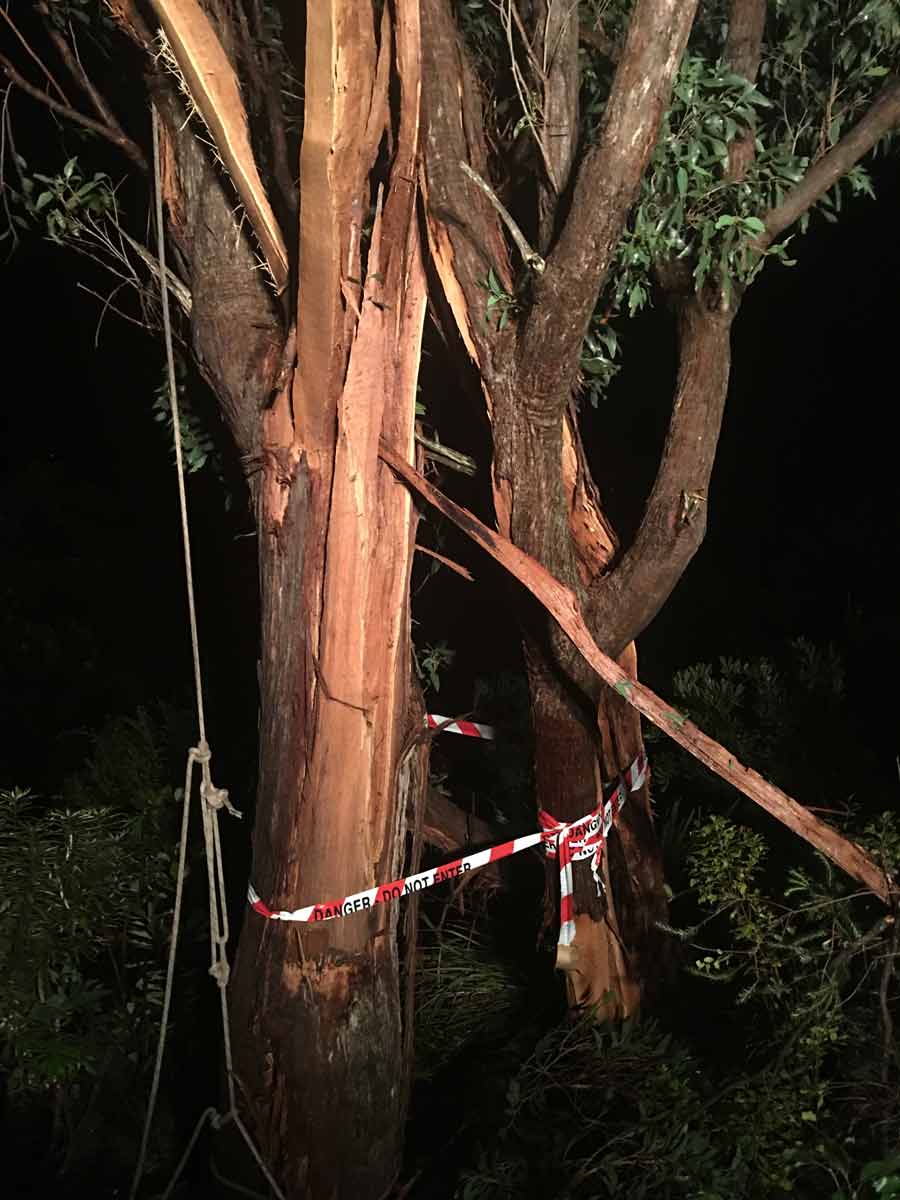 broken tree