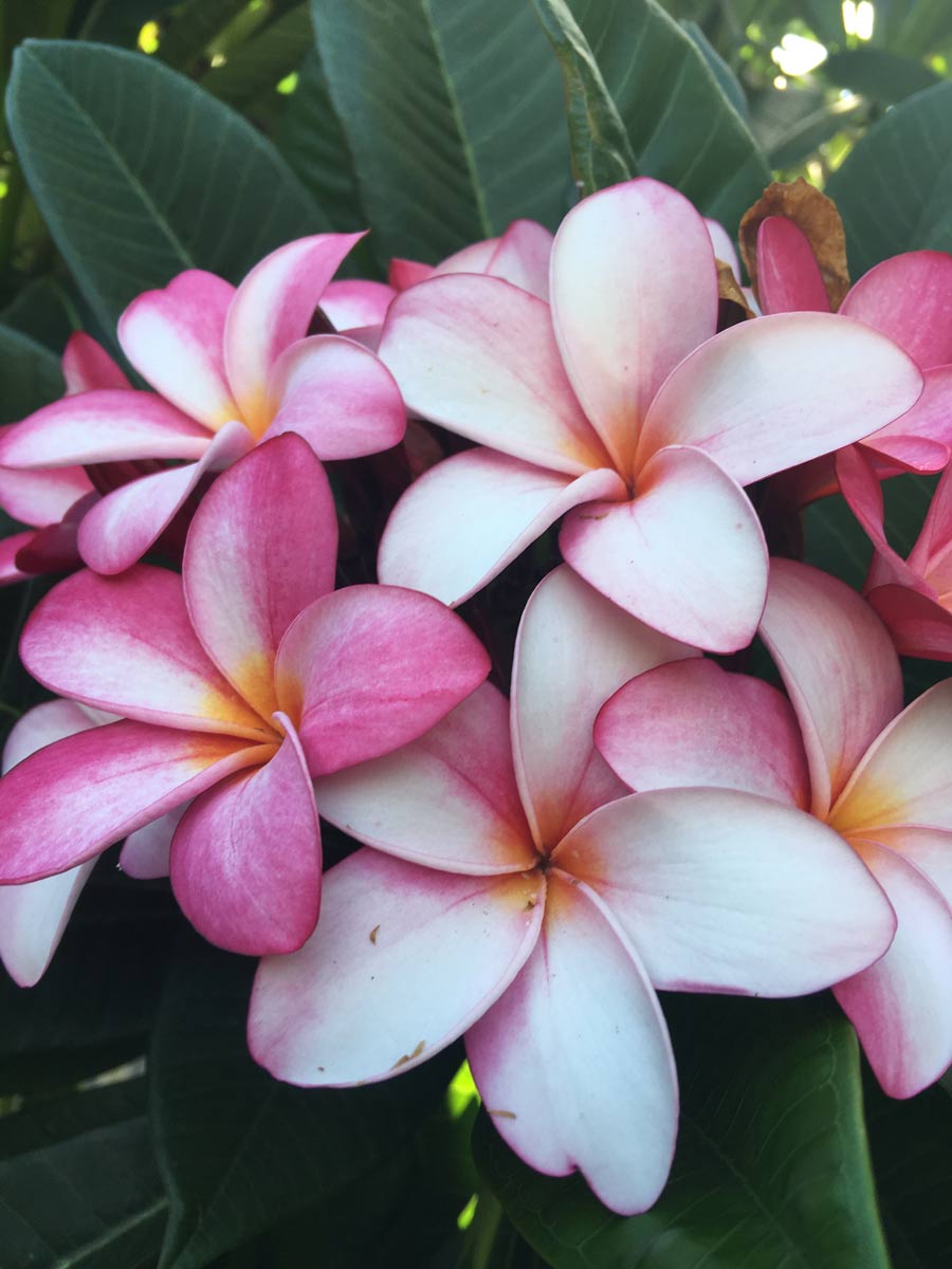 pink flowers